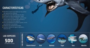 Infografía: Tiburones